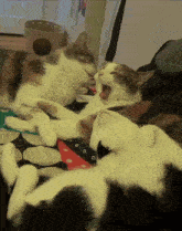 a calico cat is yawning while two other cats sleep on a bed