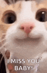 a close up of a cat 's face with the words `` i miss you baby '' on it .