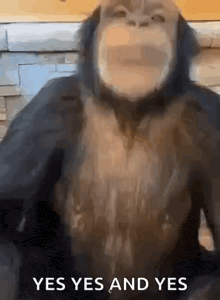 a close up of a chimpanzee with the words yes yes and yes written below it .