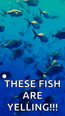 Fish Ocean GIF