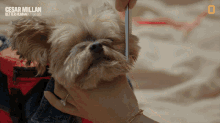Grooming Dog Cesar Millan Better Human Better Dog GIF - Grooming Dog Cesar Millan Better Human Better Dog Combing GIFs