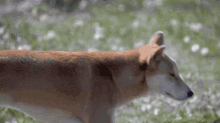 Therian Dingo GIF - Therian Dingo Dingo Therian GIFs