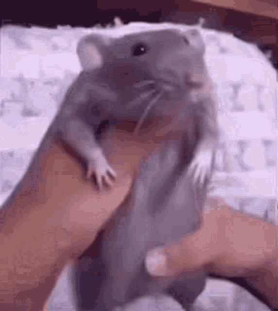 Long Do Rat Long GIF - Long Do Rat Long GIFs