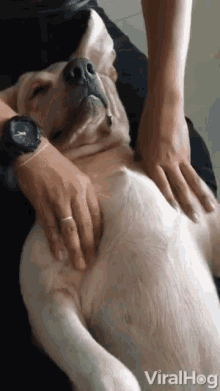 Massage Long Day GIF - Massage Long Day Dog GIFs