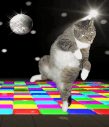 party hard friday saturday cats dance