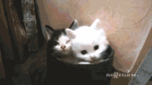 Pussies In Boot GIF - Kitten Cat Cute GIFs
