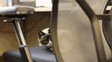 Spin GIF - Cat Grumpy Grumpy Cat GIFs