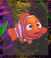 a picture of a clown fish with big eyes