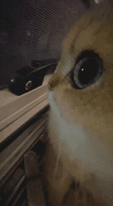 a close up of a cat 's face looking out of a window