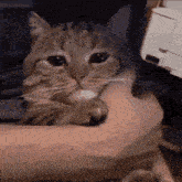 Sad Cat GIF - Sad Cat Cat GIFs
