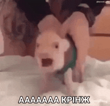 a person is playing with a pig on a bed and the pig is screaming and looking at the camera .