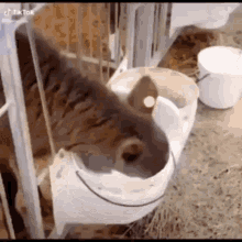 Milk Milk Out Of Nose GIF