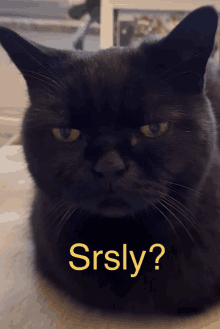 20+ Annoyed Cat Memes For All The Grumpy Cats At Work Today - I