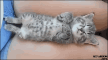 Sleepy Kittty GIF
