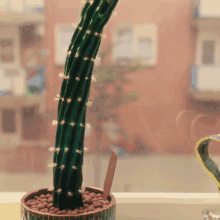 Hennie Vpro GIF - Hennie Vpro Cactus GIFs