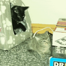 Cat Cat Hitting GIF - Cat Cat Hitting Cat Hitting Other Cat GIFs