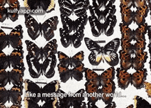 like a message from another world.. rug insect animal invertebrate