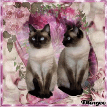 Siamese Cats GIF - Siamese Cats Cute GIFs