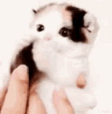 Cat Biting GIF - Cat Biting Cuddle GIFs