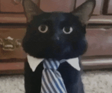 a black cat wearing a blue and white striped tie and collar