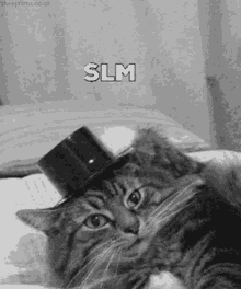 Slm Cat Slm GIF - Slm Cat Slm Selam GIFs