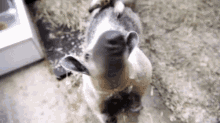 Tamandua Anteater GIF