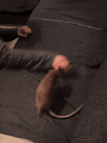 Rat Rats GIF - Rat Rats Rat Cute GIFs