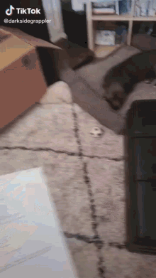 a tiktok video of a dog laying on a rug