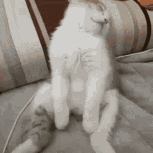 Cute Cat GIF - Cute Cat Sleep GIFs