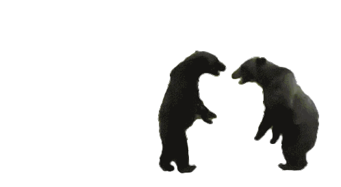 Fighting Hd Transparent, Bear With Fighting Banners, Korean, Bear
