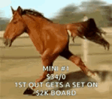 Mini Horse GIF