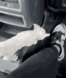 a small white cat is sitting on a person 's lap in a car