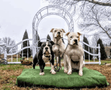 Arroyo Bull Bulldogs GIF - Arroyo Bull Bulldogs Dogs GIFs