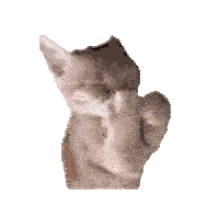 a close up of a cat cleaning itself with its paw
