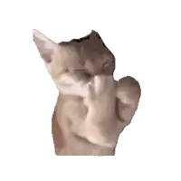 a close up of a cat cleaning itself with its paw