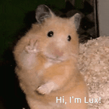 a hamster says hi i 'm lux while waving its paw