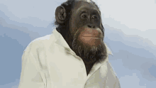 Link Buttler GIF - Link Buttler Orangutan GIFs
