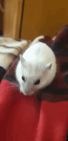 Bela Hamster GIF - Bela Hamster Cute Hamster GIFs