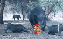 fruity pebbles get the fuck away rhino boar launch