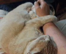 Kitty Hugger GIF - Kitty Hugger GIFs