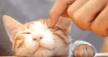 Cat Pet GIF - Cat Pet Scratch GIFs