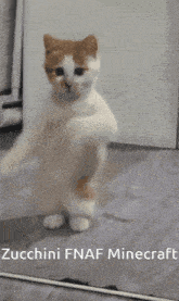Cat Dancing GIF - Cat Dancing Cute GIFs