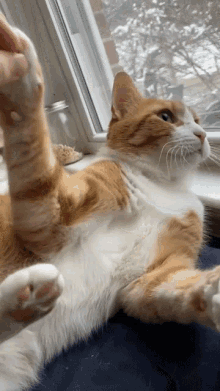 Wow Cat GIF - Wow Cat Kitten GIFs