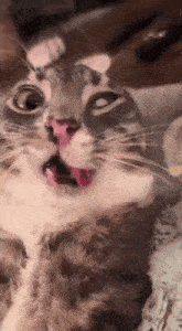 a close up of a cat with its mouth open
