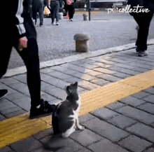 Scratch The Pet Collective GIF - Scratch The Pet Collective Cat GIFs