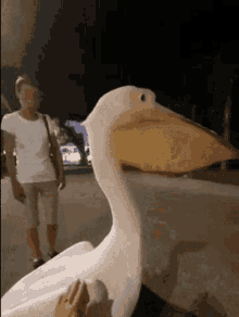 Pelican Angry GIF - Pelican Angry Bite GIFs