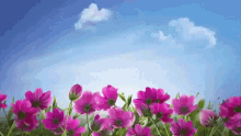 Flowers Garden GIF - Flowers Garden Sky GIFs