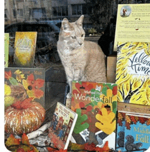 Bookshop Cat GIF - Bookshop Cat GIFs