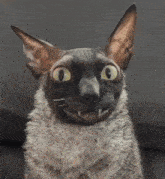 Pixel Cat Cat Reaction GIF