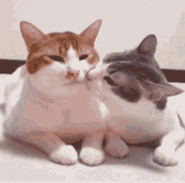 Kitten Cute GIF - Kitten Cute Kiss - Discover & Share GIFs